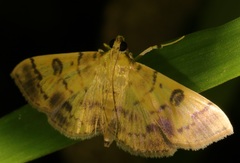 Patania plagiatalis