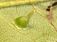Caryomyia stellata