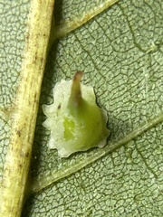 Caryomyia stellata