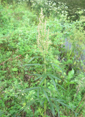 Artemisia rubripes