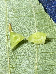 Caryomyia stellata