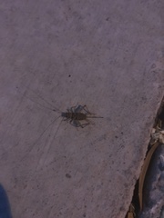 Gryllodes sigillatus