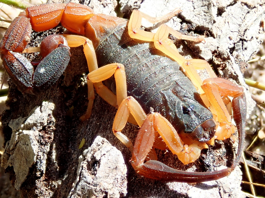 Jaguajir agamemnon in May 2020 by Tsssss · iNaturalist