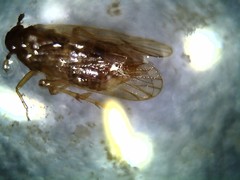 Delphacidae
