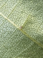 Caryomyia turbanella