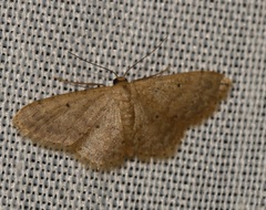 Idaea ptyonopoda