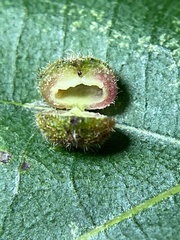 Caryomyia turbanella