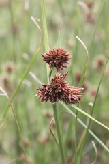 Cyperus tabularis