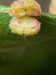 Caryomyia turbanella