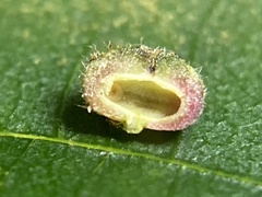 Caryomyia turbanella