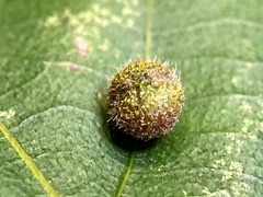 Caryomyia turbanella