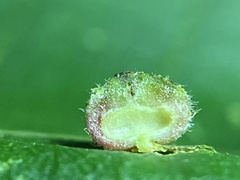 Caryomyia turbanella