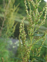 Artemisia rubripes