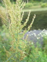 Artemisia rubripes
