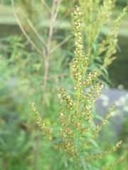 Artemisia rubripes