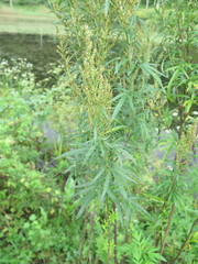 Artemisia rubripes
