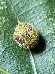 Caryomyia turbanella