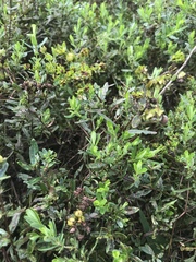 Hypericum sphaerocarpum