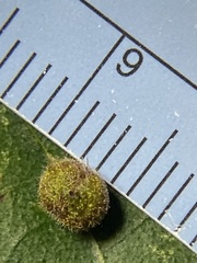 Caryomyia turbanella