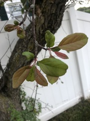 Malus floribunda