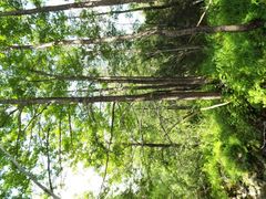Salix cardiophylla