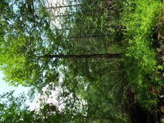 Salix cardiophylla