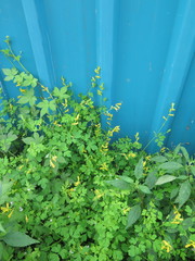 Corydalis ochotensis