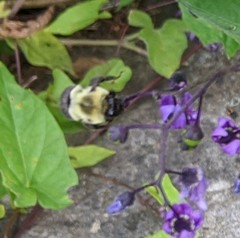Bombus impatiens