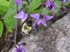 Bombus impatiens