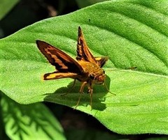 Potanthus mingo mingo