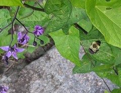 Bombus impatiens