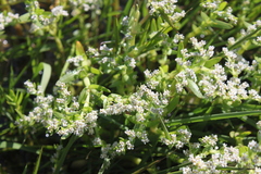 Crassula inanis