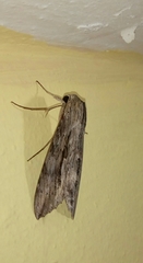 Erinnyis yucatana