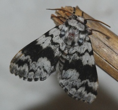 Panthea acronyctoides