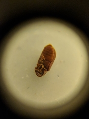 Stegobium