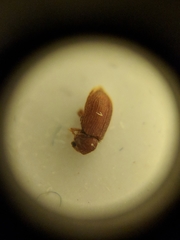 Stegobium