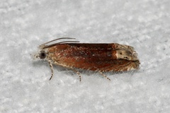 Eucosma raracana