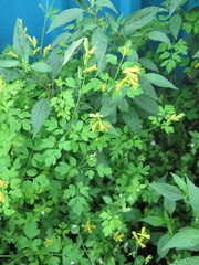 Corydalis ochotensis