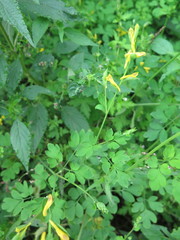 Corydalis ochotensis