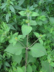 Sigesbeckia pubescens