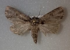 Acronicta connecta