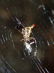 Micrathena plana