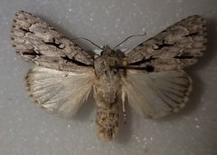 Acronicta laetifica