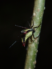 Micrathena plana