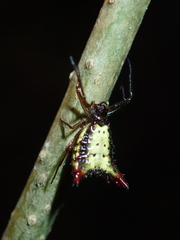 Micrathena plana