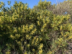Acacia longifolia sophorae