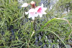 Crinum campanulatum