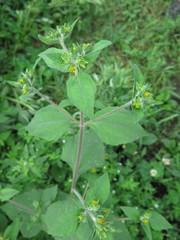 Sigesbeckia pubescens