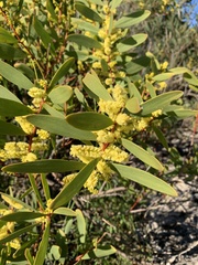Acacia longifolia sophorae