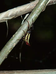 Micrathena plana